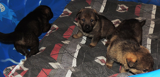 Hetja Sergeant K LItter 3.5 wks