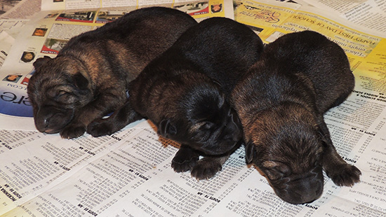 hetja Sergeant K Litter Newborns 3