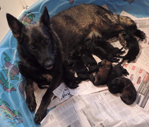 Hetja Lux Q LItter pups 8 days old