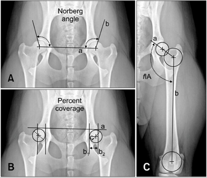 Hip Grading_Norberg Value