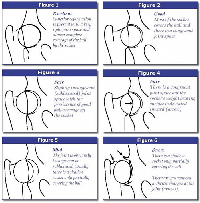 Hip Grading Samples