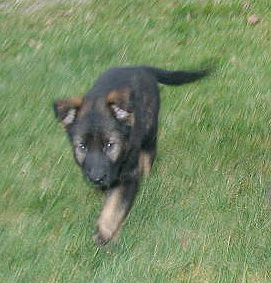 Ice 7.5 wks