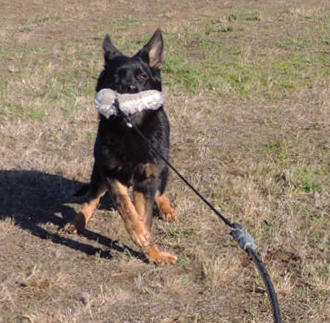 Indy tug play