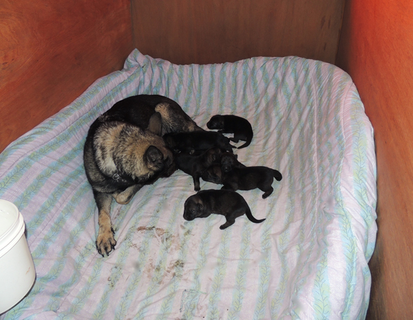 Ingka Dino I Litter 1 wk old 1