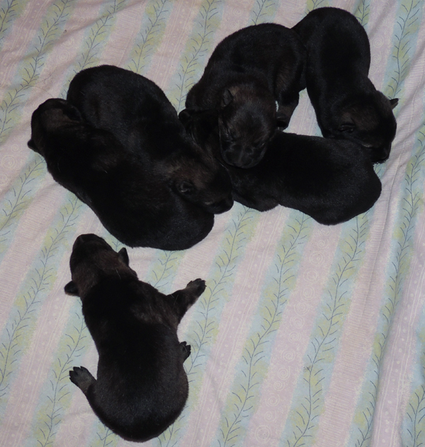 Ingka Dino I Litter 1 wk old 4