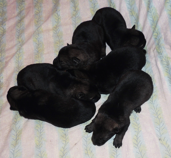 Ingka Dino I litter 1 wk old 3