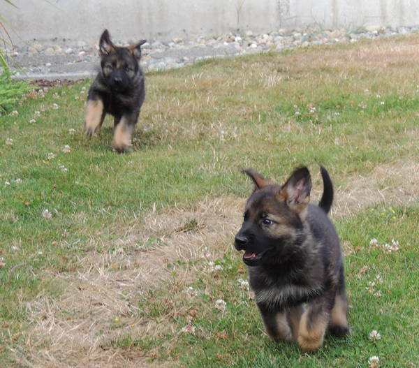 Ingka Lux Green collar male and blk collar males 6 wks