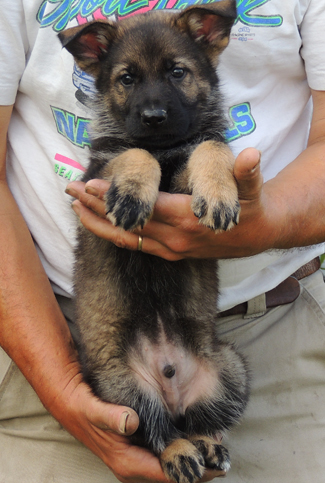 Ingka Lux black collar male 6 wks