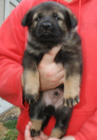 Ingka Lux blk collar male Zurich 4.5 wks