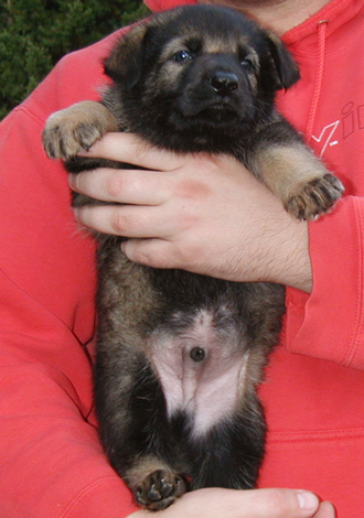 Ingka Lux dk green collar blk sable male 4.5 wks