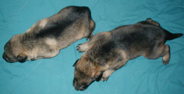 Lux Ingka females 12 days