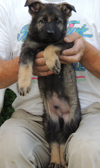 Ingka Lux green collar male 6 wks