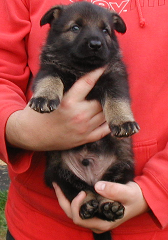 Ingka Lux lime collar blk sable male 4.5 wks