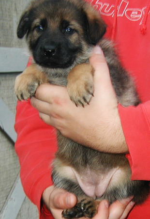 Ingka Lux pink collar female 4.5 wks