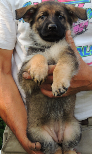 Ingka Lux Pink collar female 6 wks