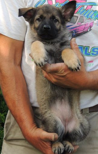 Ingka Lux pumpkin collar female 6 wks