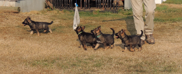 Ingka Lux pups 6 wks 1