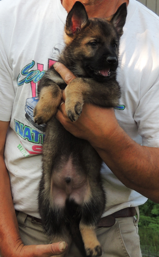 Ingka Lux Turquoise collar male 6 wks