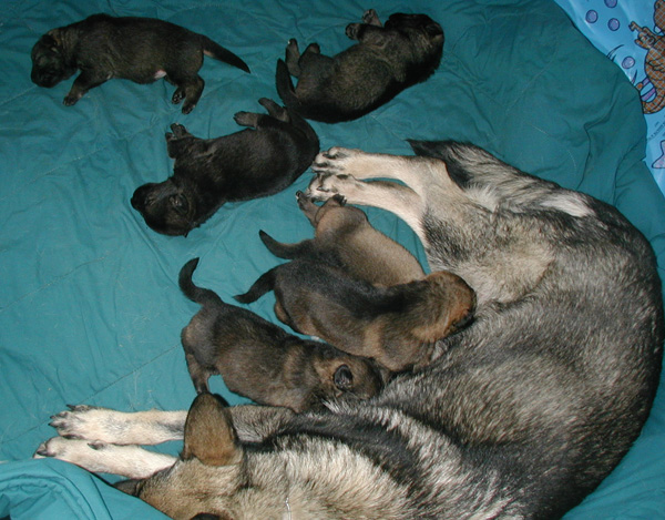 Ingka w Lux pups 12 days old