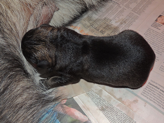 Ingka Dino Male pup Newborn blk sable