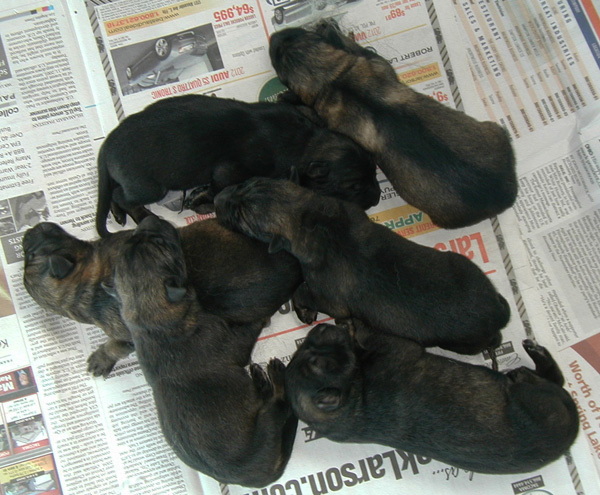 Ingka Lux 1st Litter 4 MA 2 FE