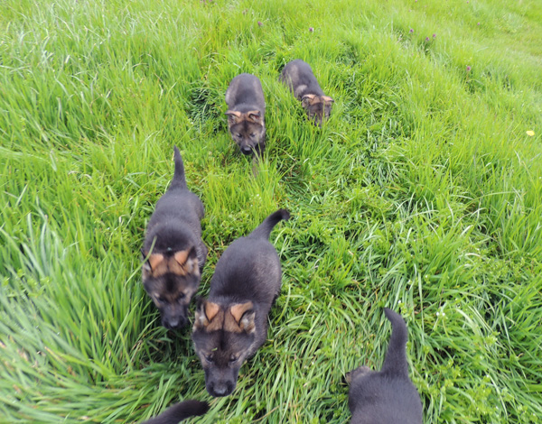 IngkaDino I litter kids 7 wks romp in grass