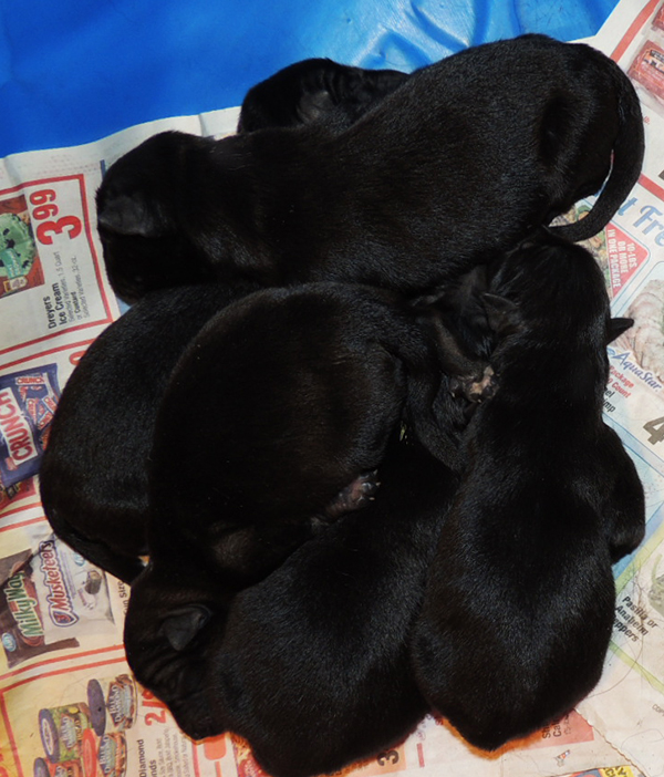 Isy Gero R Litter 3 days 1