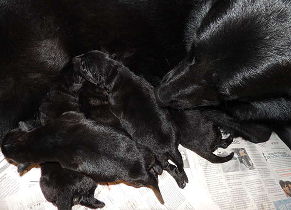 Isy Gero R Litter 6 days 2