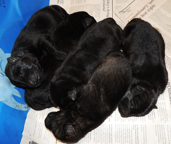 Isy Gero R Litter 6 days old 1