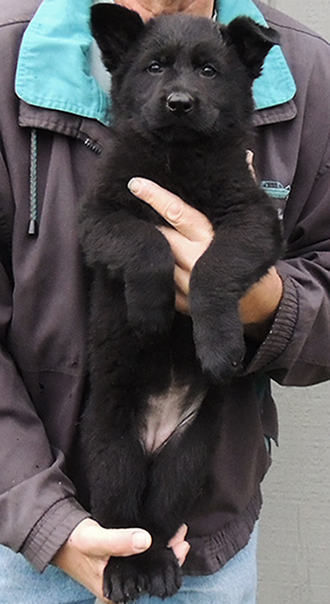 isy Gero R Litter Orange collar female 7.2wks