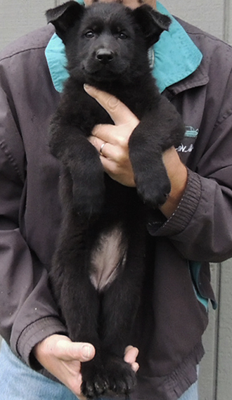 Isy Gero R Litter red collar blk female 7.2 wks