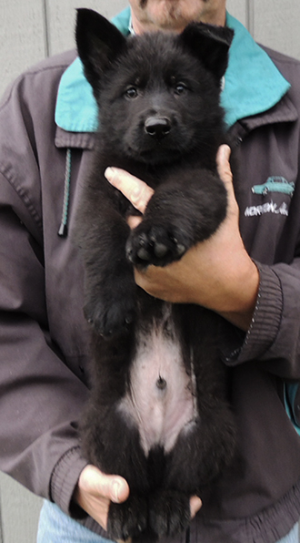 Isy Gery R Litter blk male green collar 7.2 wks