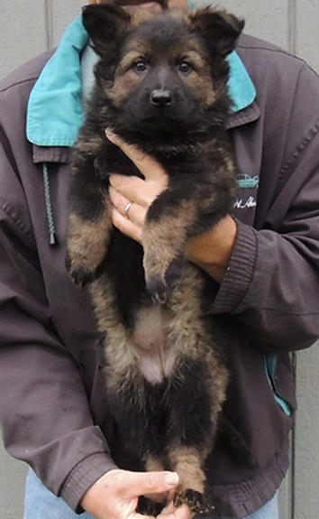 Isy Gero R Litter Pink collar LC Female 7.2 wks