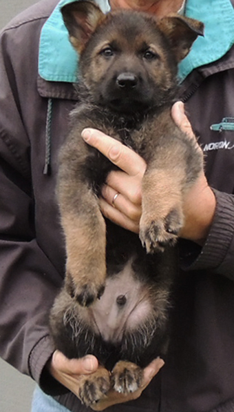 Isy Gero R Litter blk sable green collar male 7.2 wks