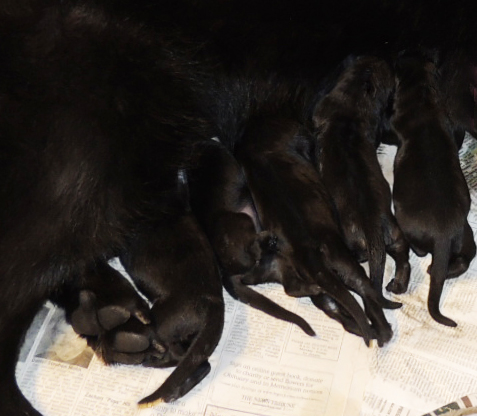 Isy x Gero R Litter Newborns 2