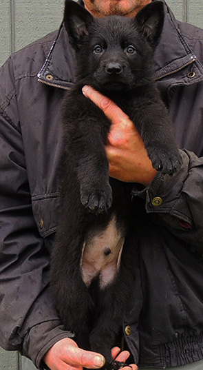 Isy Wizard R Litter Blk Male Turquoise collar 6 wks