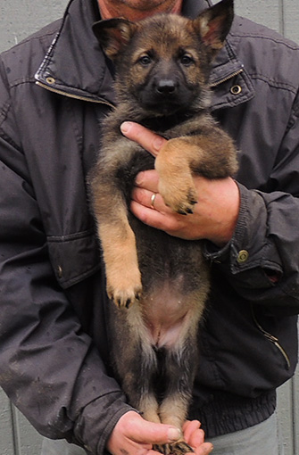 Isy Wizard R Litter blk sable female pink collar 6 wks