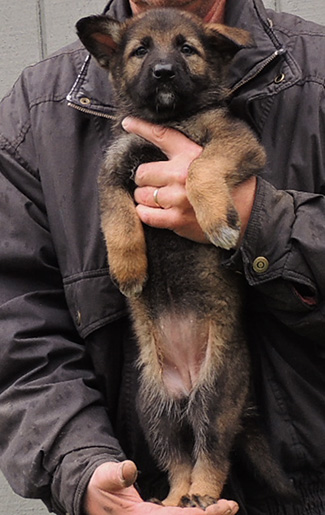 isy Wizard R LItter Blk sable female Blk collar 6 wks