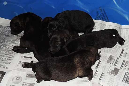 Isy Wizard R Litter 4 days 1