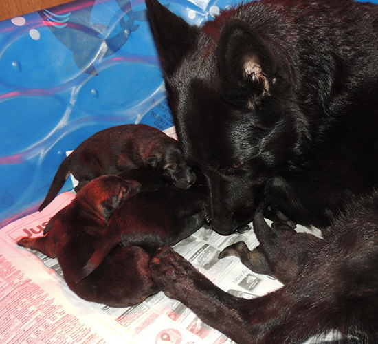 Isy Wizard R LItter 4 days 2