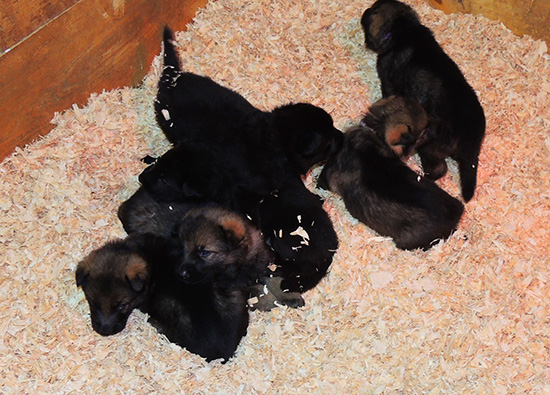 Isy Wizard R Litter 3.5 wks 1