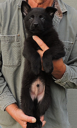 Isy WuffJager A Litter 7wks Dk Green collar blk male