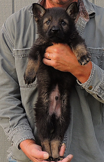 Isy WuffJager A Litter 7 wks Royal blue collar Male