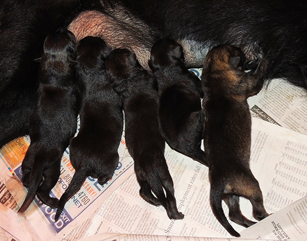 Isy WuffJager A Litter Newborns 2