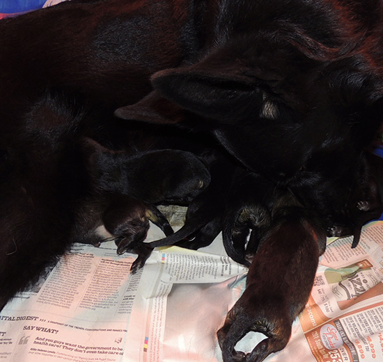 Isy x Wizard O Litter Newborns