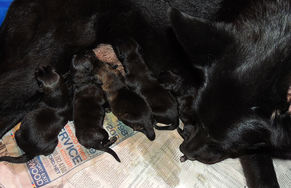 isy WuffJager A Litter Newborns 1