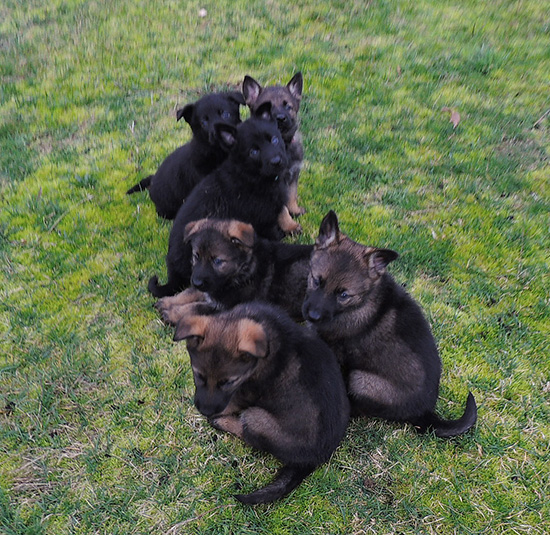 IsyWizard R Litter 5.5 wks 5