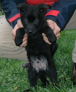 Itti Dino black collar male