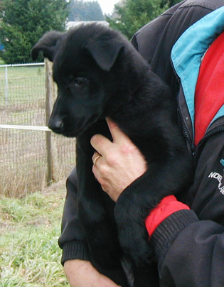 Itti Dino black female red collar