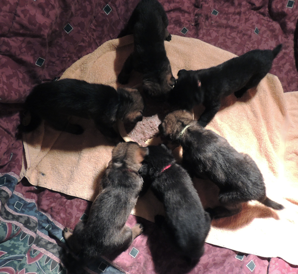 Itti Pups E Litter 4 wks 2